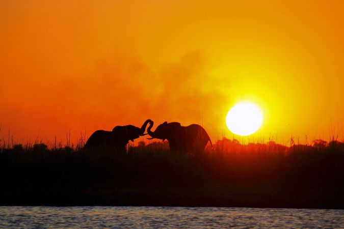 Elefanten im Sonnenuntergang © Diamir