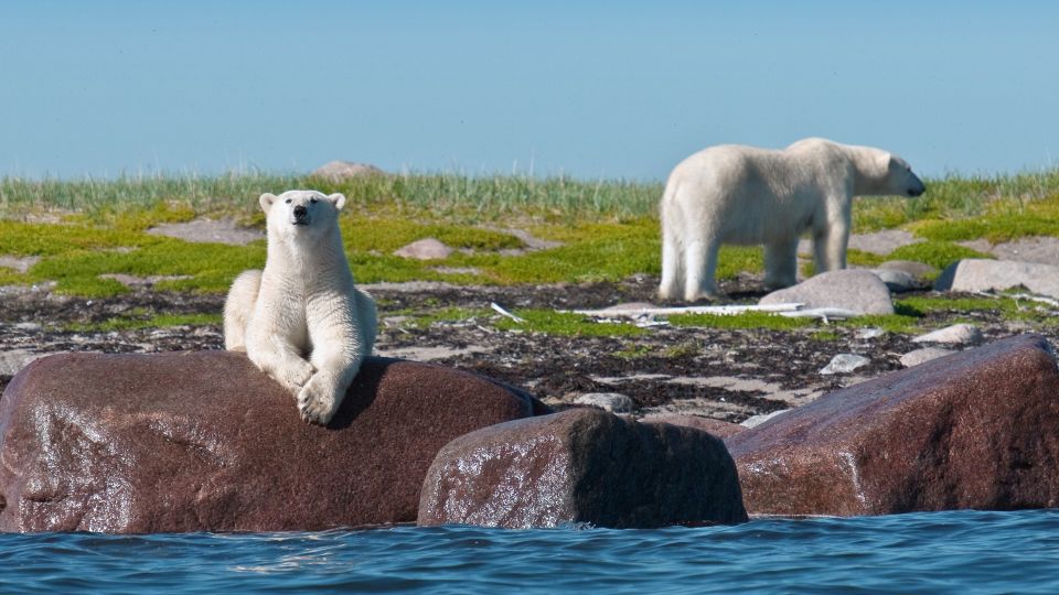 Eisbären an der Küste der Hudson Bay