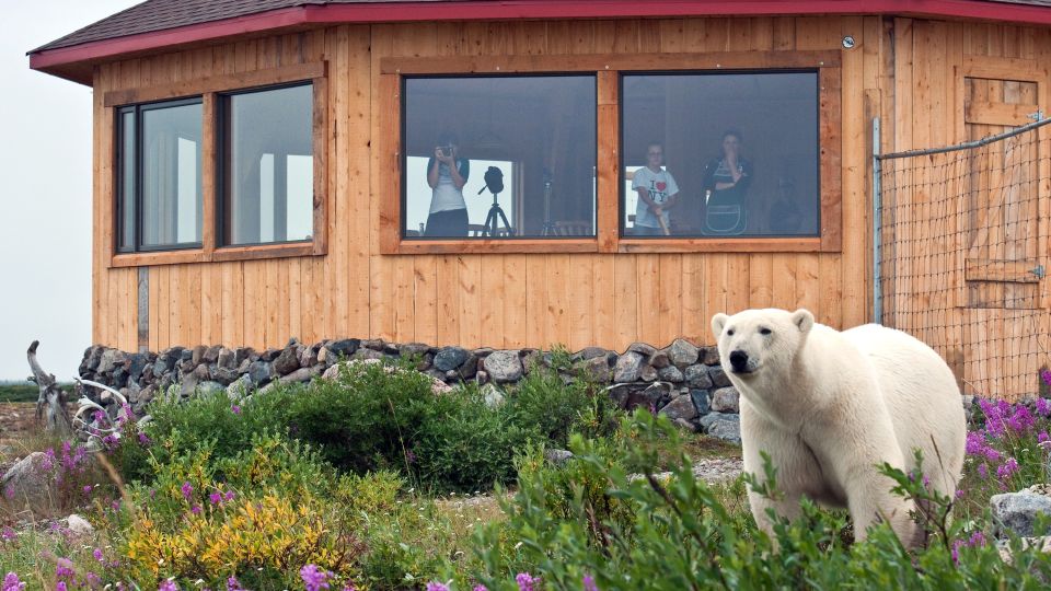 Eisbär direkt an der Seal River Lodge