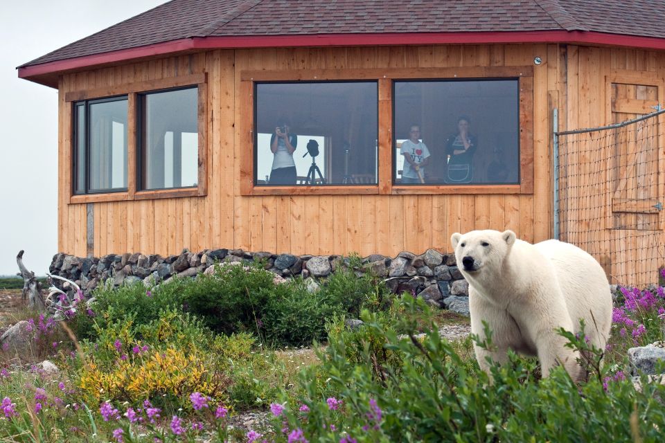 Eisbär direkt an der Seal River Lodge