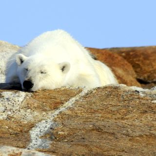 Schlafender Eisbär, Baffin Island