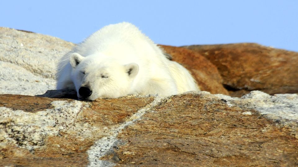 Schlafender Eisbär, Baffin Island