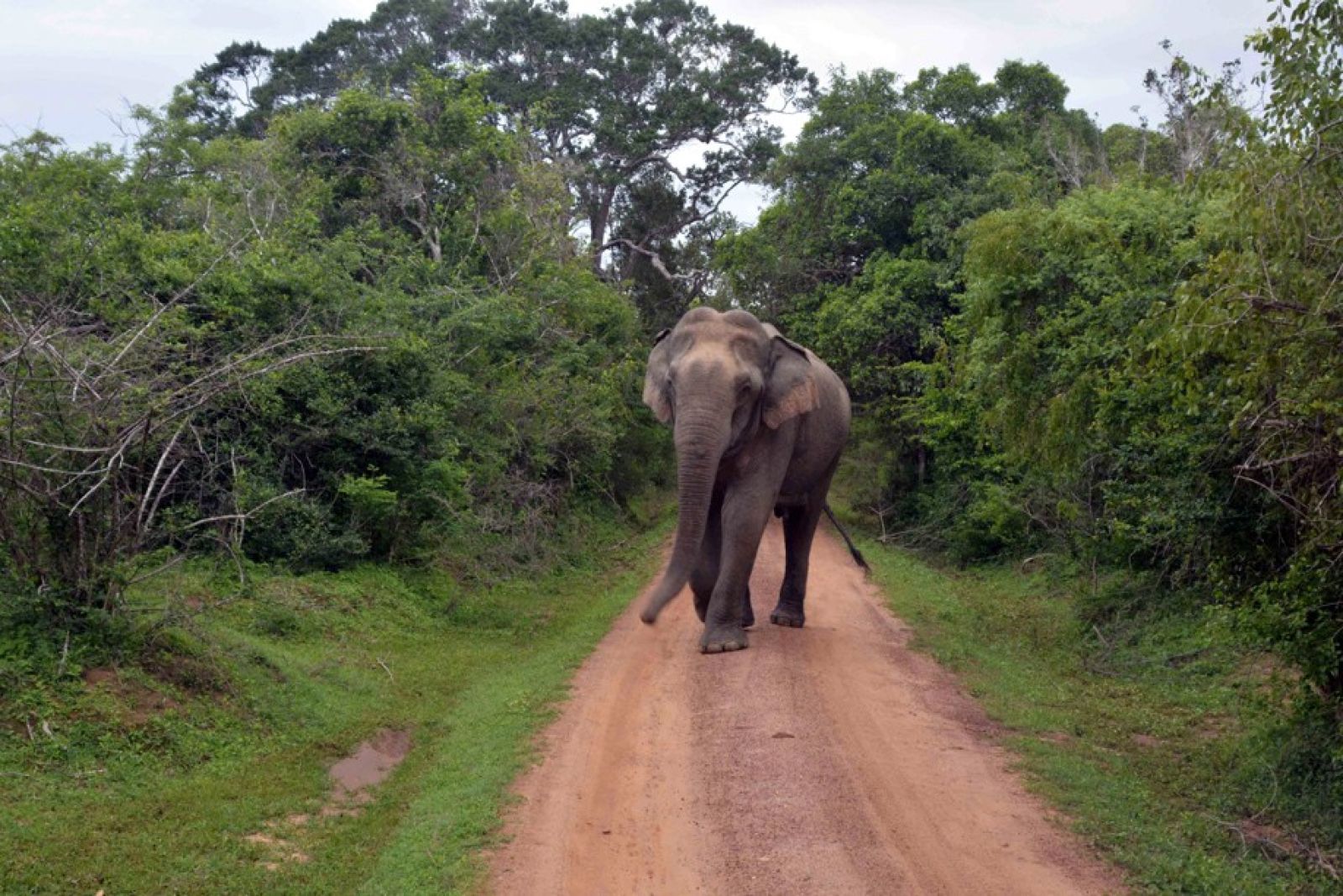 Elefant vor der Linse