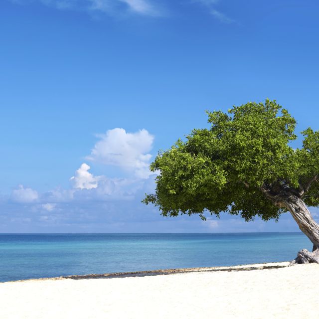 Divi-Baum am Strand