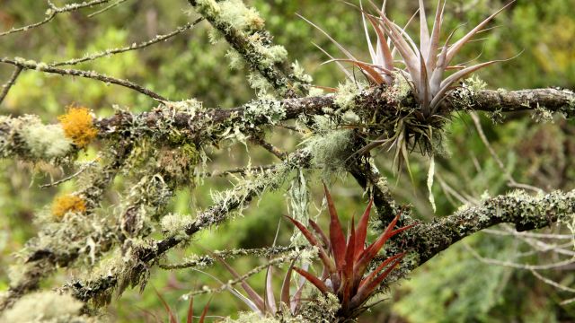 Tropische Andenvegation mit Bartflechten und Bromelien