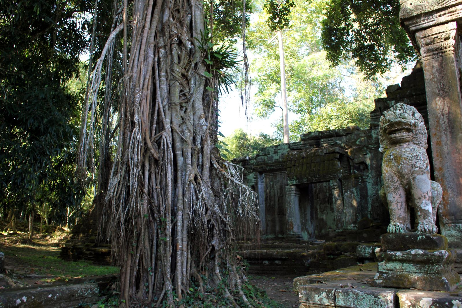 Würgefeigen mit großen Luftwurzeln im Areak von Angkor