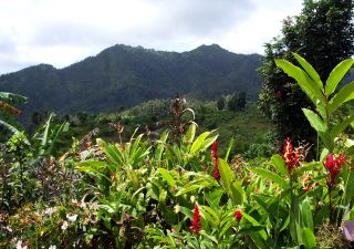 Immergrünes Herz Grenadas