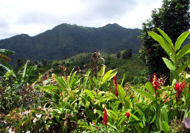 Immergrünes Herz Grenadas