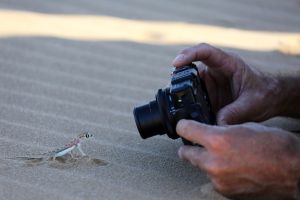 Putziger Gecko bei der Living Desert Tour