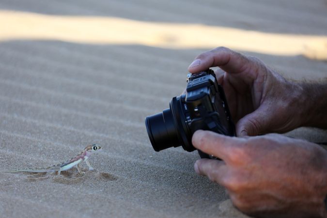 Putziger Gecko, Living Desert Tour, Swakopmund © Diamir