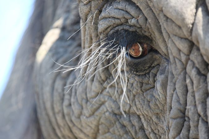 Elefant © Diamir