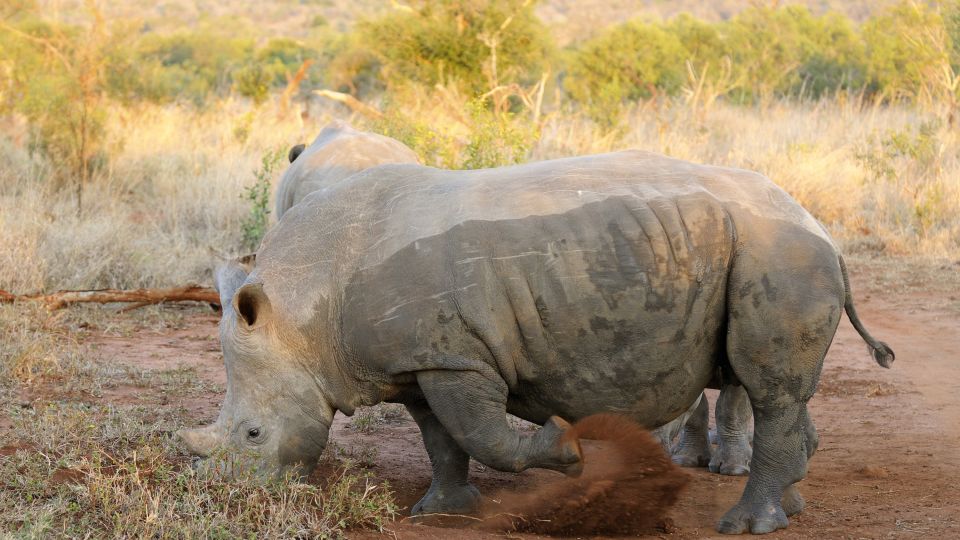 Breitmaulnashorn - gute Sichtungsschanzen im Khama-Rhino-Sanctuary