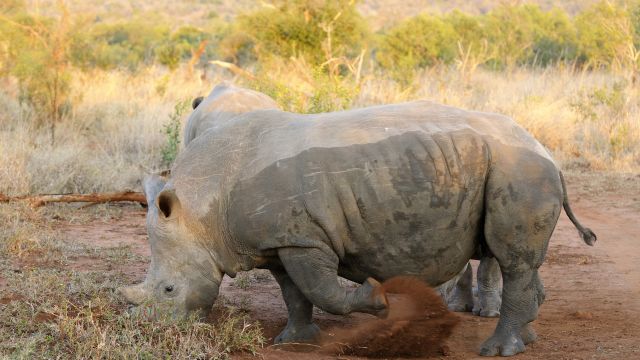Breitmaulnashorn - gute Sichtungsschancen im Khama-Rhino-Sanctuary
