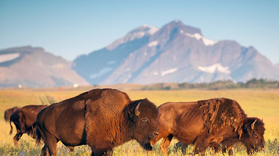 Bisons, Blackfeet Indian Reservation, Montana
