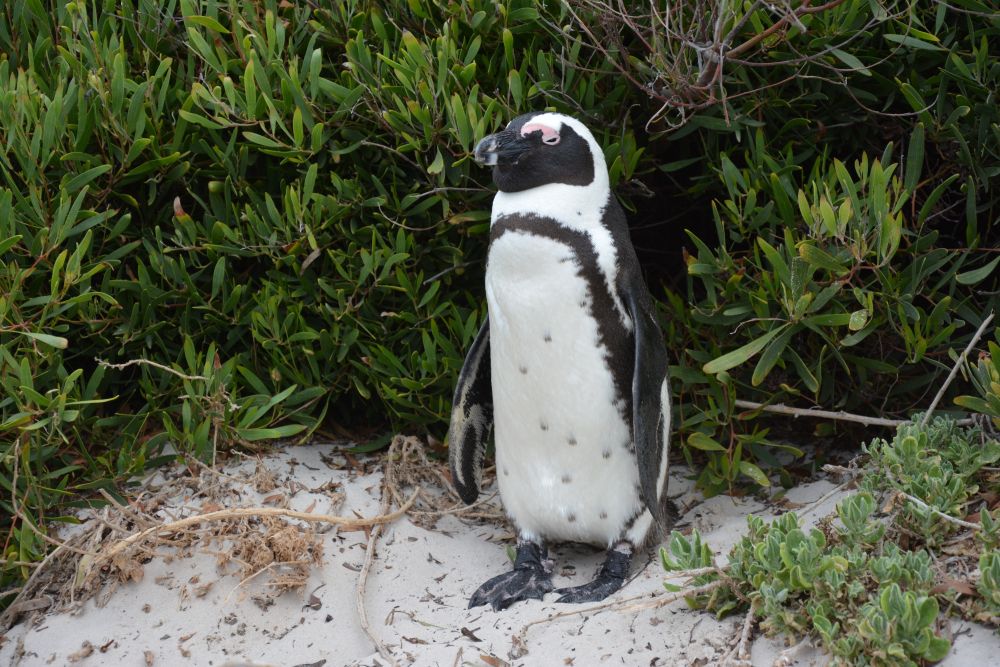Und auch der Pinguinkolonie am Bolders Beach statten wir einen Besuch ab. Einige Exemplare stellen sich gern als Fotomodel zur Verfügung.