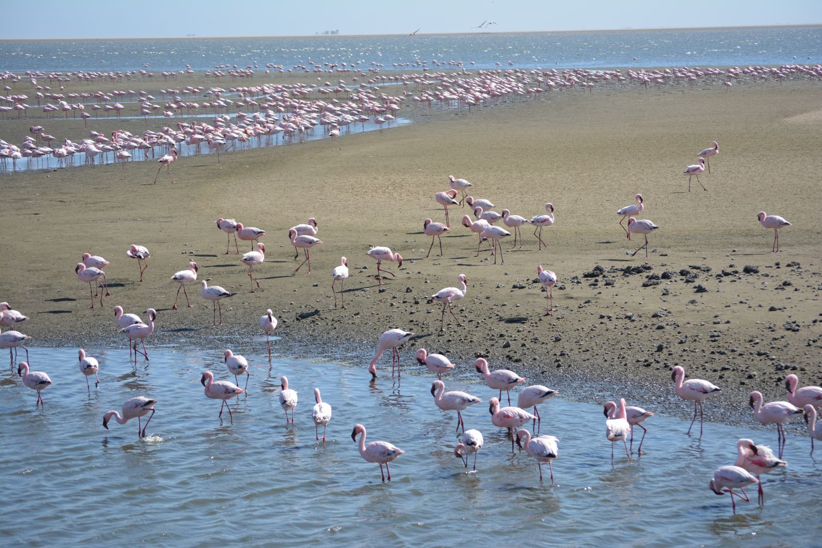 Auf dem Weg nach Swakopmund  halten wir in Walvis Bay, wo sich im Wasser tausende von Flamingos einfinden und ein wahrlich pinkfarbenes Fotovergnügen bereiten.