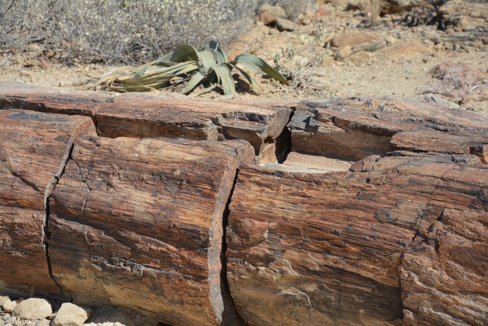 Auf dem Weg zum Etosha-Nationalpark passieren wir die Versteinerten Wälder. Wie der Name besagt, finden sich hier zahlreiche versteinerte Baumstämme und auch die Urpflanzen namens Welwitschia.