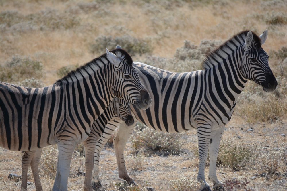 Anderthalb Tage Zeit im Etosha-Nationalpark für ausführliche Tierbeobachtungen