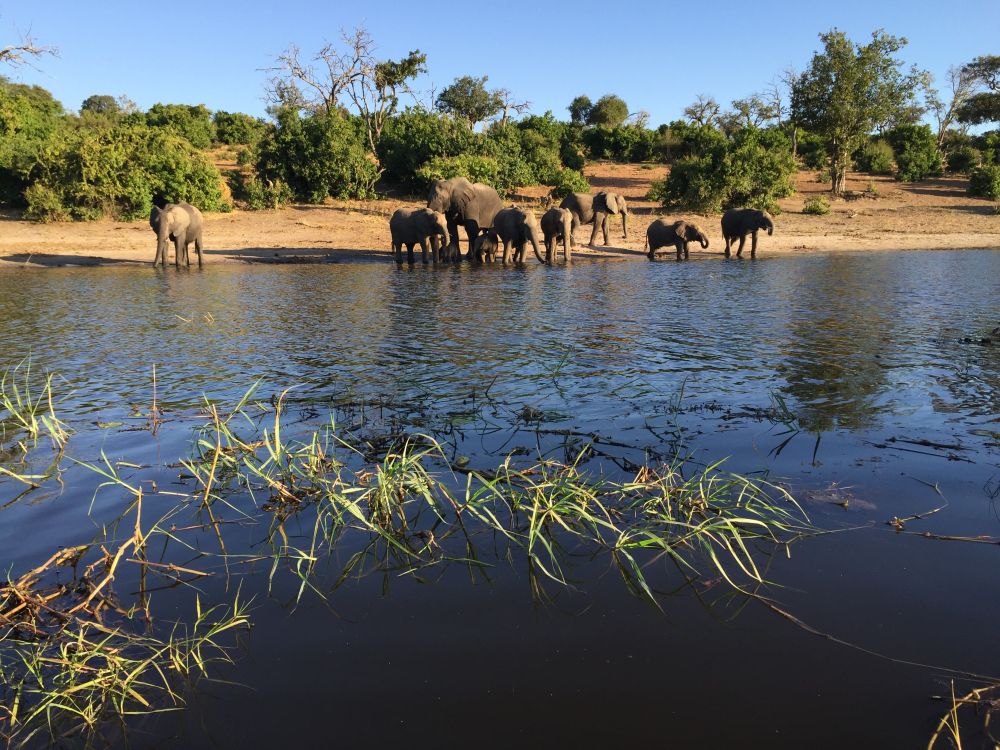 Auf dem Weg nach Kasane, der Stadt am Fluss Chobe, sind wir bereits einigen Elefanten, Giraffen und Büffeln begegnet. Bei einer Bootstour auf dem Chobe treffen wir zahlreiche Büffel, Giraffen, Warane, verschiedene Wasservögel, Kudus, Impalas und Paviane a