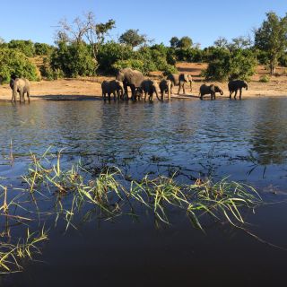 Auf dem Weg nach Kasane, der Stadt am Fluss Chobe, sind wir bereits einigen Elefanten, Giraffen und Büffeln begegnet. Bei einer Bootstour auf dem Chobe treffen wir zahlreiche Büffel, Giraffen, Warane, verschiedene Wasservögel, Kudus, Impalas und Paviane a