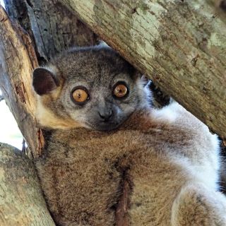 Wiesellemur auf Madagaskar