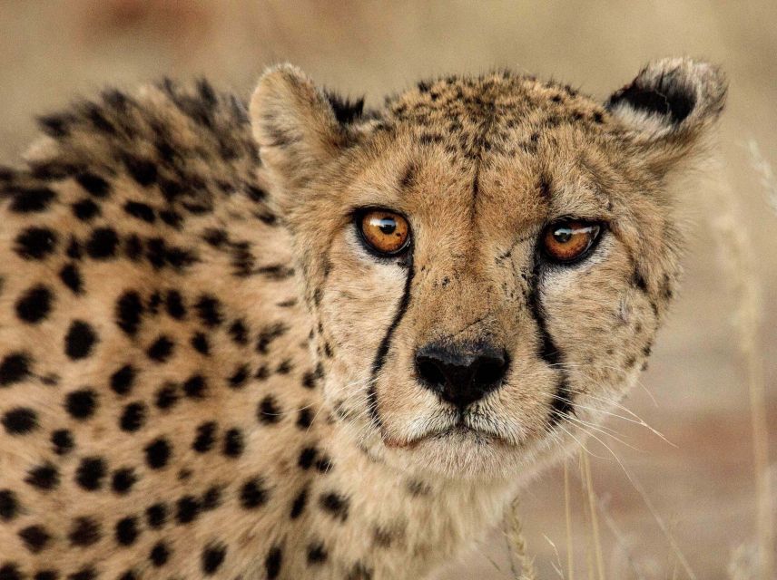 Gepard in Namibia