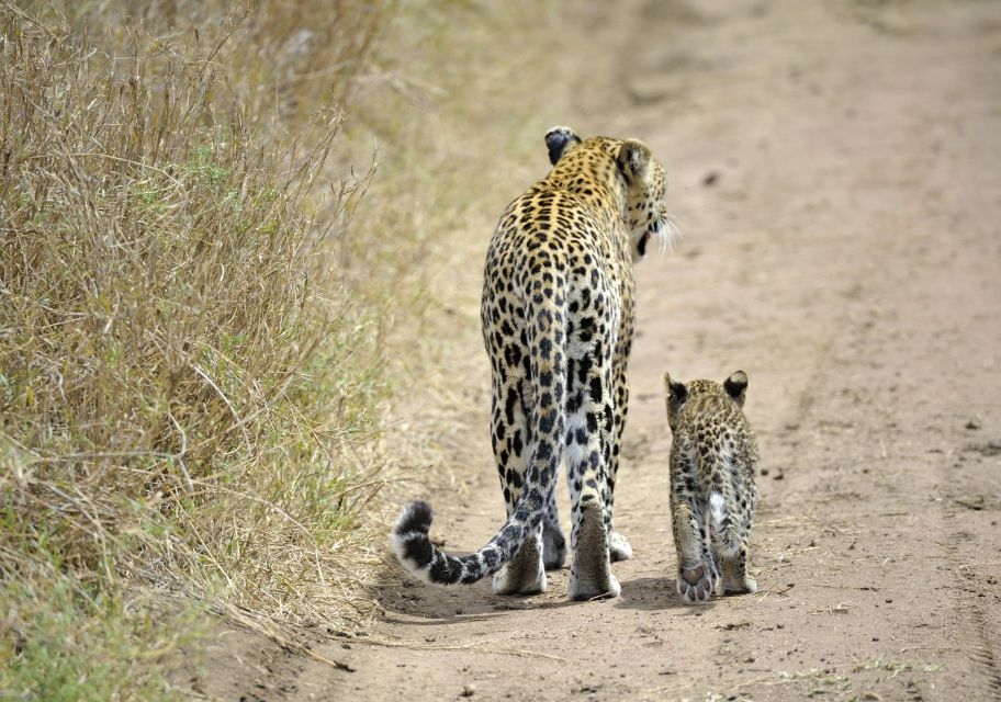 Leopardenmutter mit ihrem Jungen