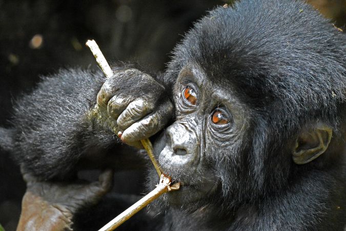 Kauender Gorilla in Uganda © Diamir