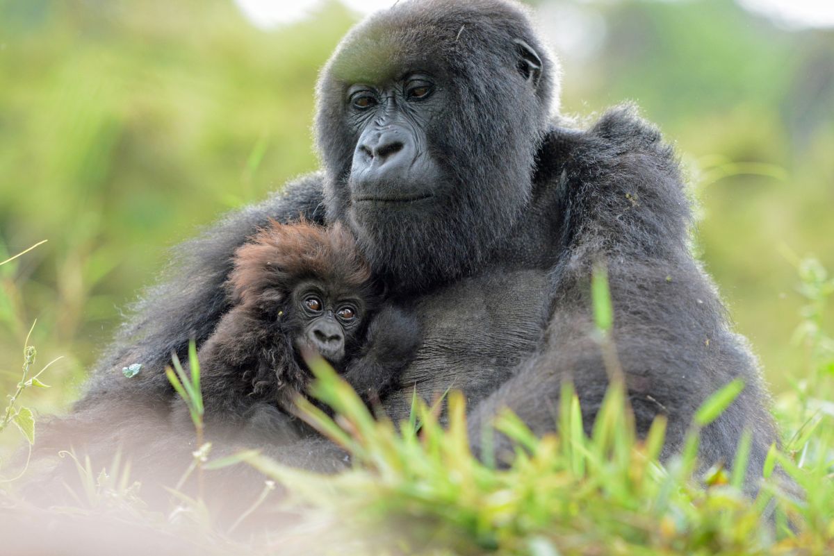 Gorilla hält sein Jungtier liebevoll an der Brust