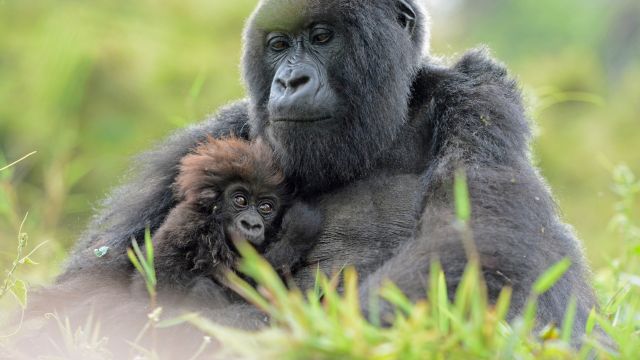 Gorilla hält sein Jungtier liebevoll an der Brust