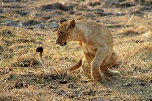 Junger Löwe im Gorongosa-Nationalpark