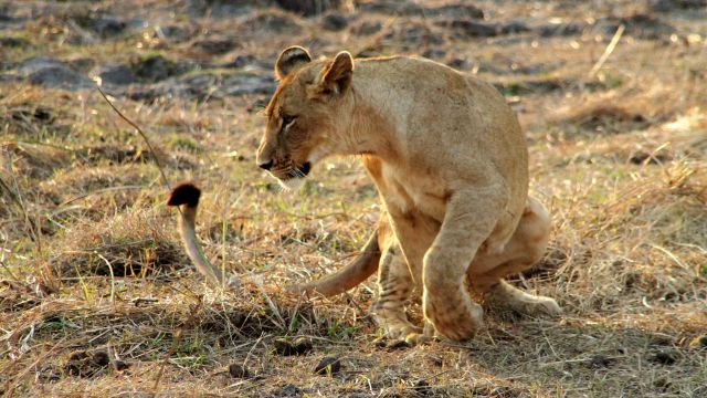 Junger Löwe im Gorongosa-Nationalpark.