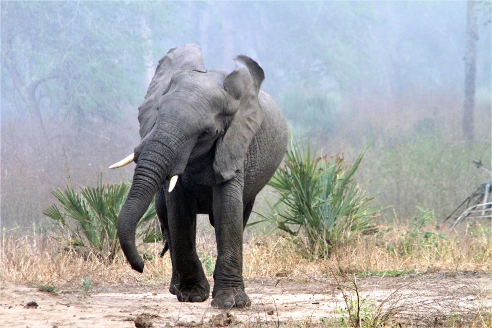 Drohender Elefantenbulle im Morgennebel, Gorongosa-Nationalpark