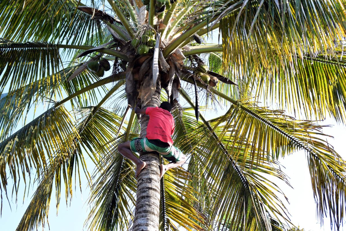 Ernte von grünen Kokosnüssen in Inhambane