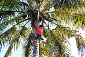 Ernte von grünen Kokosnüssen (Surra) in Inhambane