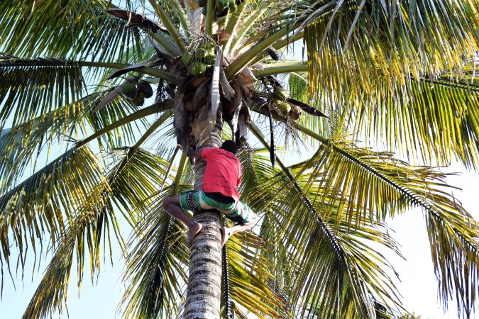 Ernte von grünen Kokosnüssen in Inhambane © Diamir
