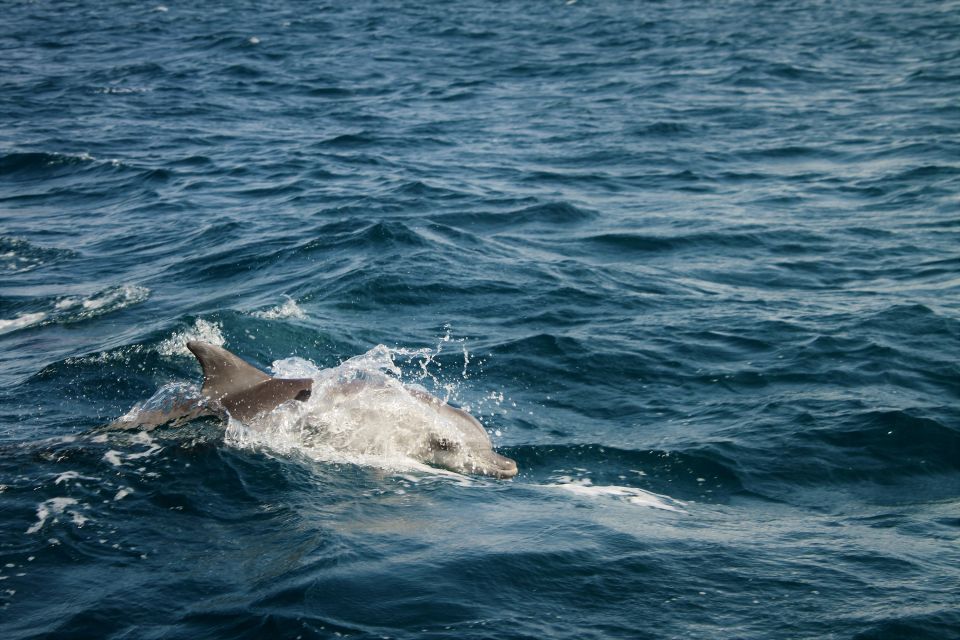 Delfin im Bazaruto-Archipel
