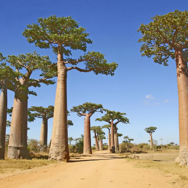 Baobab-Allee in Morondava