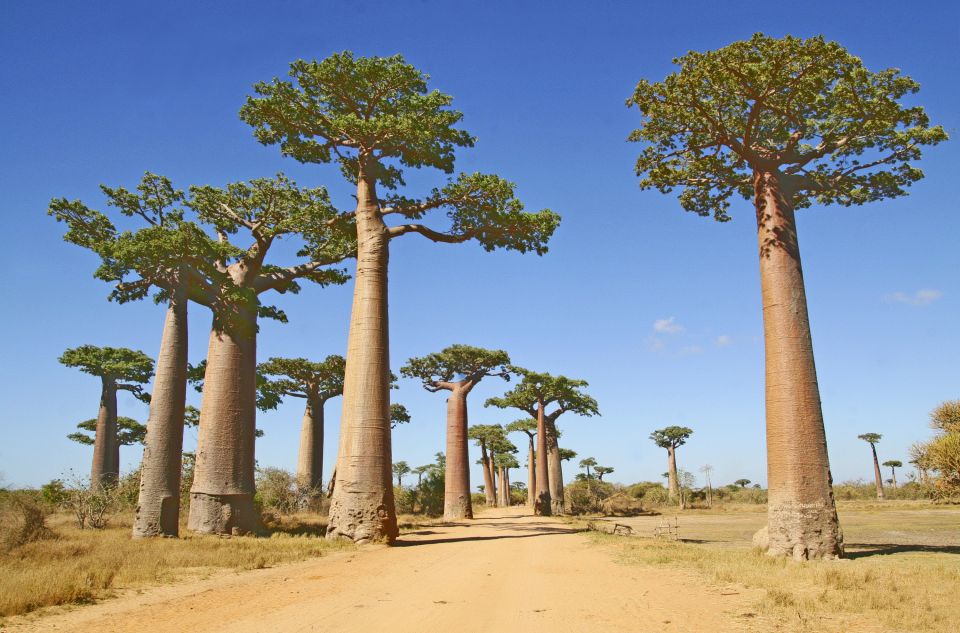 Baobab-Allee