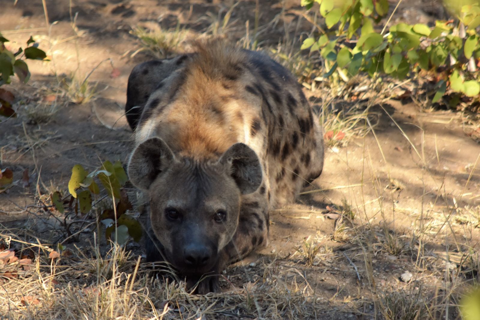 Hyäne im Krüger-Nationalpark
