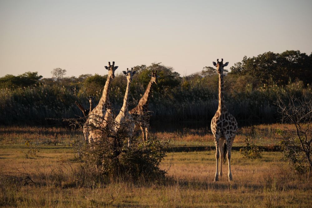 Giraffengruppe im Matobo-Nationalpark