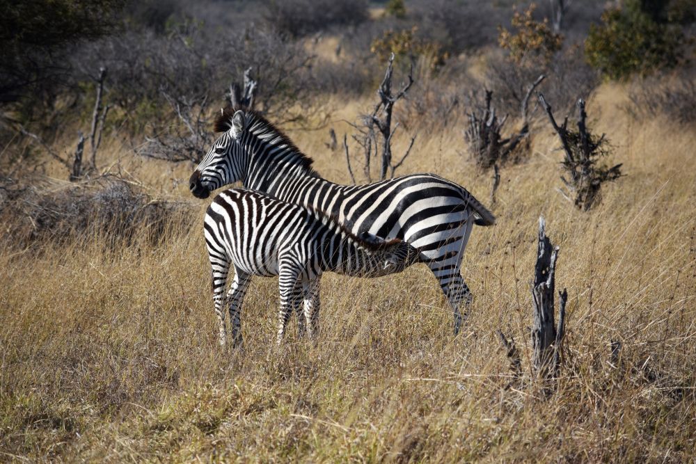 Zebras im Hwange-Nationalpark