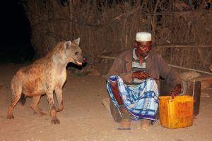 Hyänen in Harar