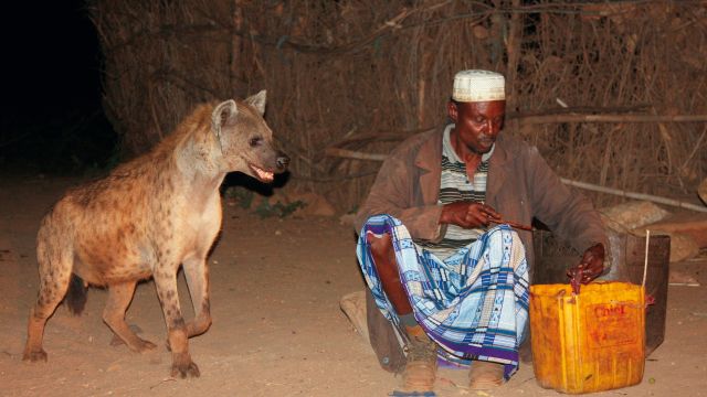 Hyänen in Harar