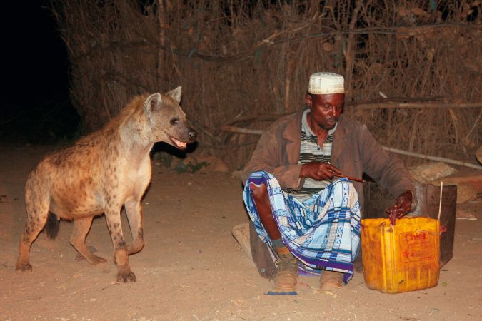 Hyänen in Harar © Diamir