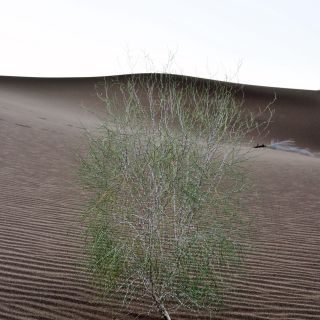 Wüste Dasht-e Lut