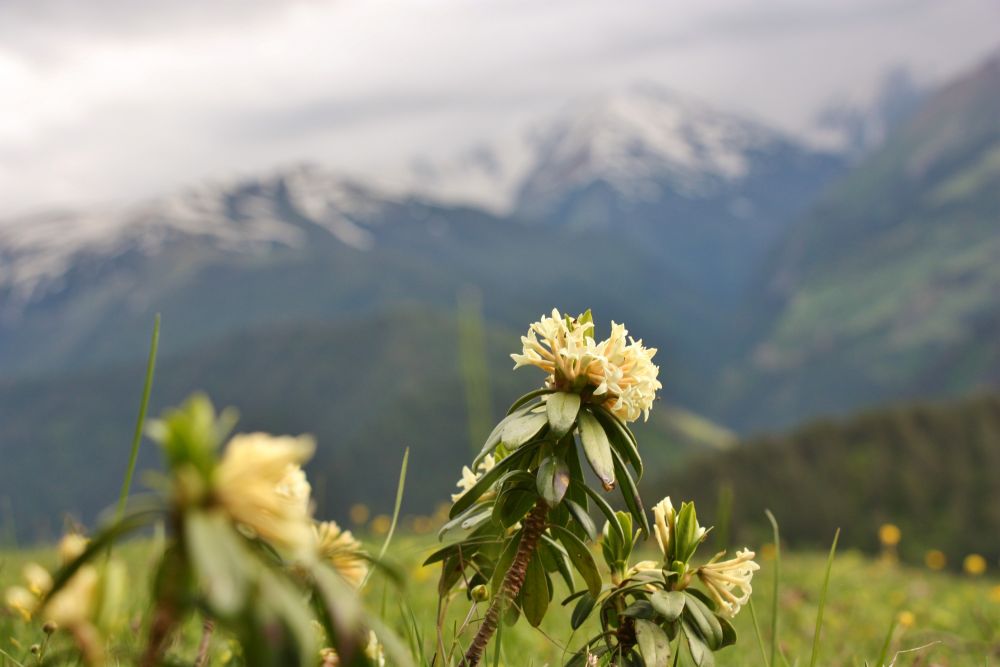 Kaukasus-Rhododendron