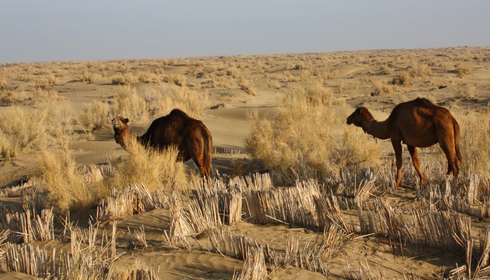 Kamele in der Karakum