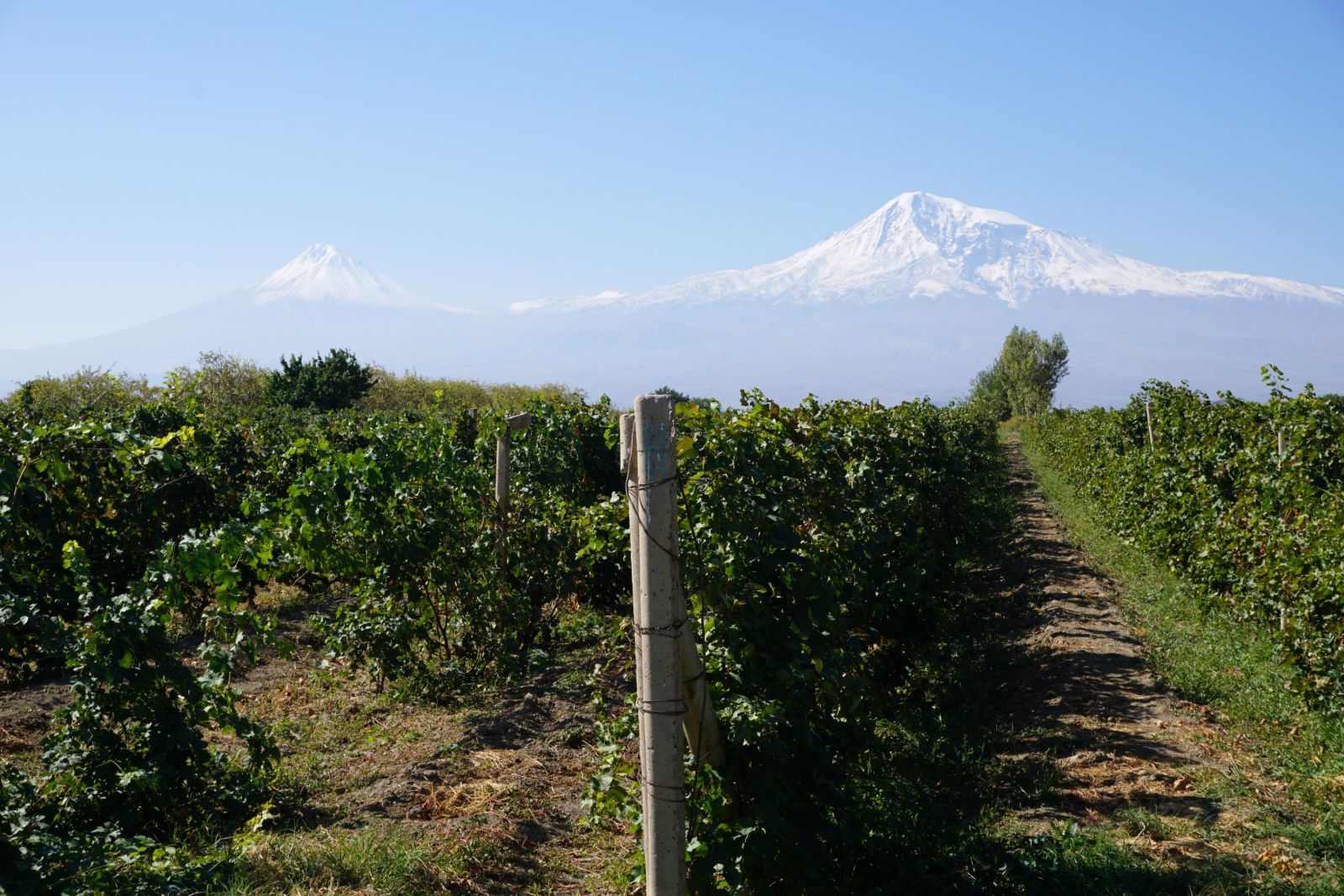 Ararat vor Weinfeld