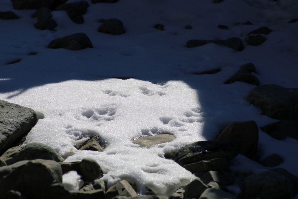 Spuren von Schneeleoparden